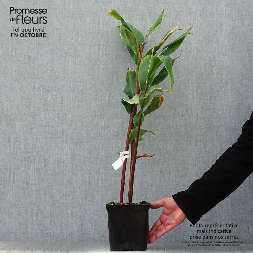 Esemplare di Cautleya spicata Robusta Vaso da 2L/3L come consegnato in autunno
