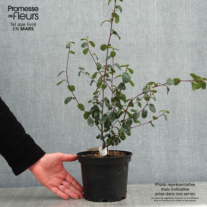 Ceanothus Autumnal Blue Vaso da 2L/3L esemplare consegnato in inverno