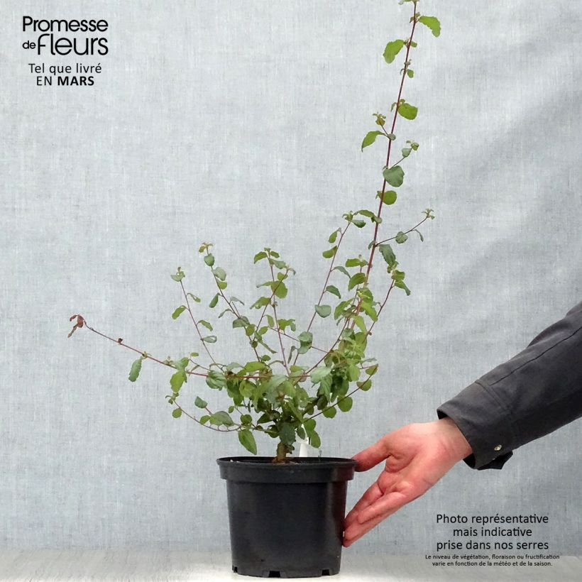 Ceanothus Autumnal Blue Vaso da 2L/3L esemplare consegnato in primavera