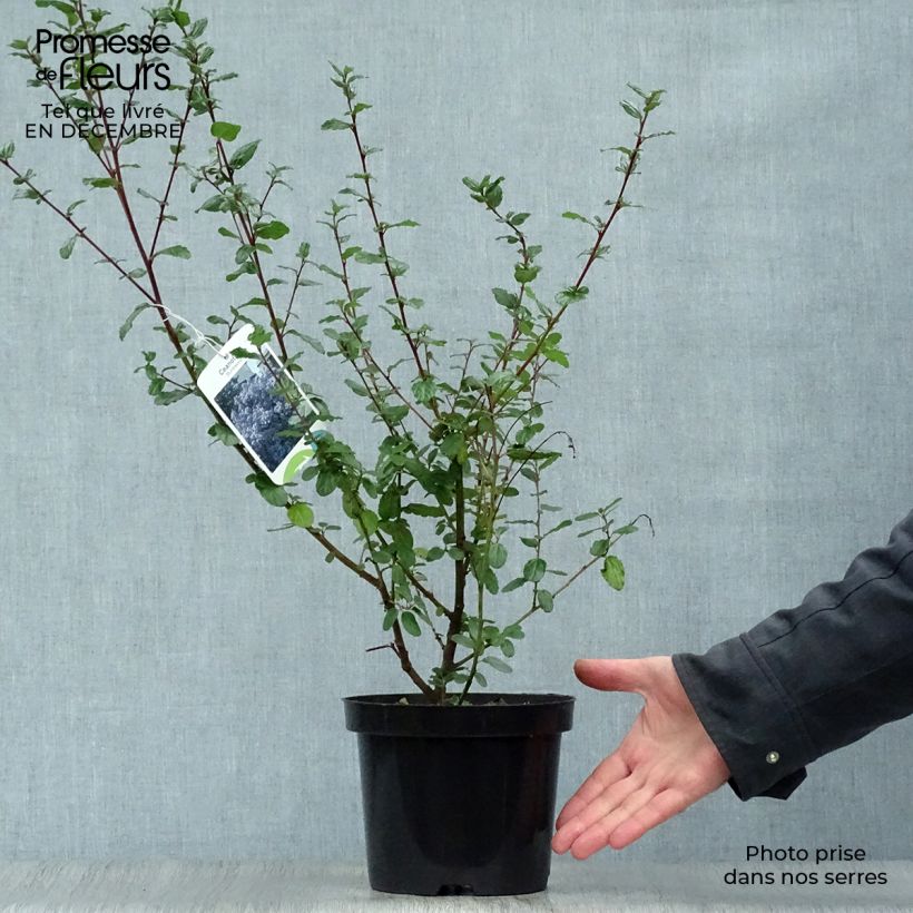 Ceanothus Burkwoodii Vaso da 2L/3L esemplare consegnato in inverno