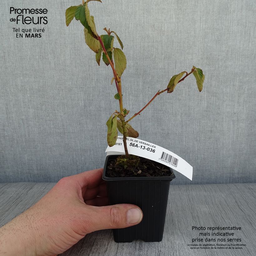 Ceanothus delilianus Gloire de Versailles Vasetto da 8/9 cm esemplare consegnato in inverno