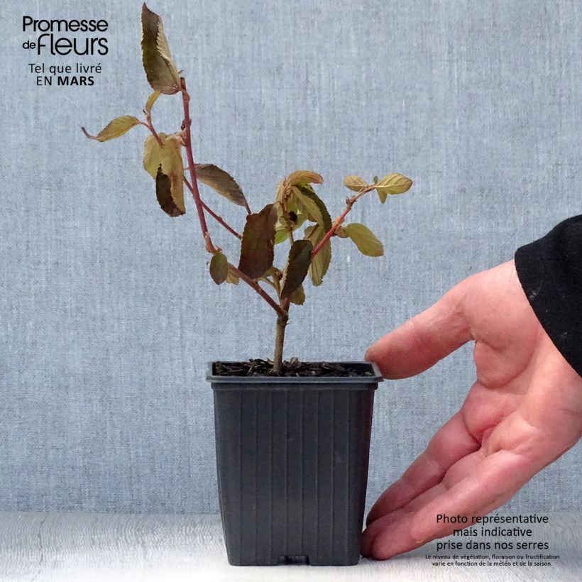 Ceanothus delilianus Gloire de Versailles Vasetto da 8/9 cm esemplare consegnato in primavera