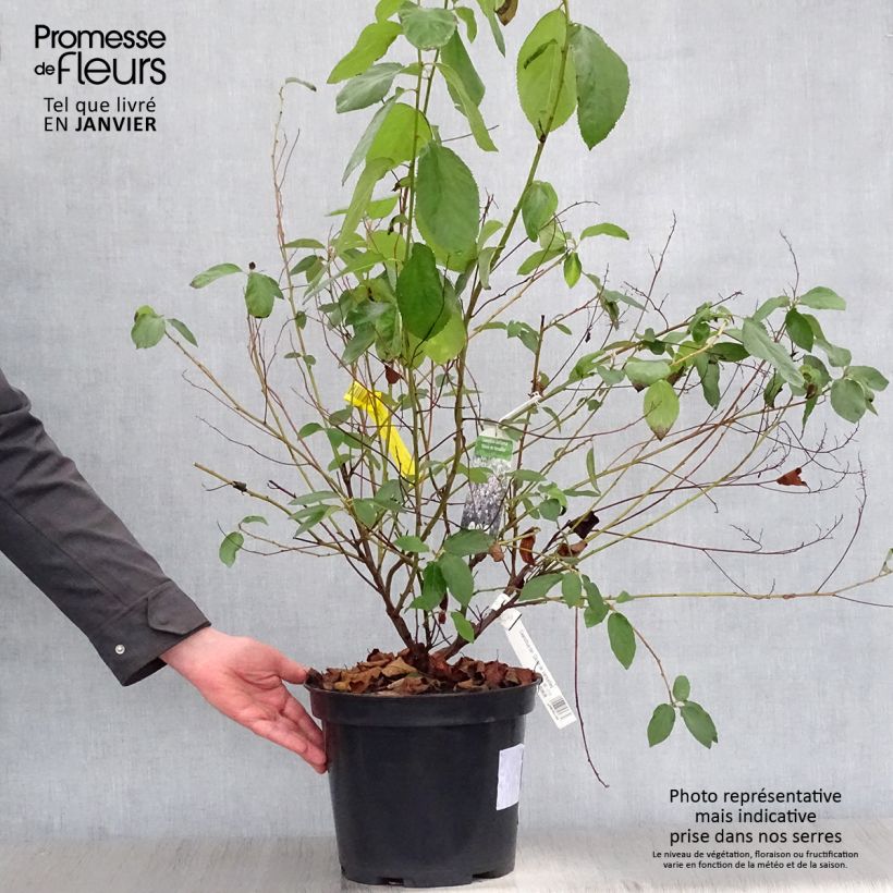 Ceanothus delilianus Gloire de Versailles Vaso da 7,5L/10L esemplare consegnato in inverno