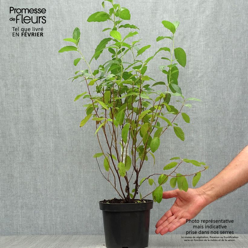 Esemplare di Ceanothus delilianus Henri Desfossé Vaso da 2L/3L come consegnato in autunno