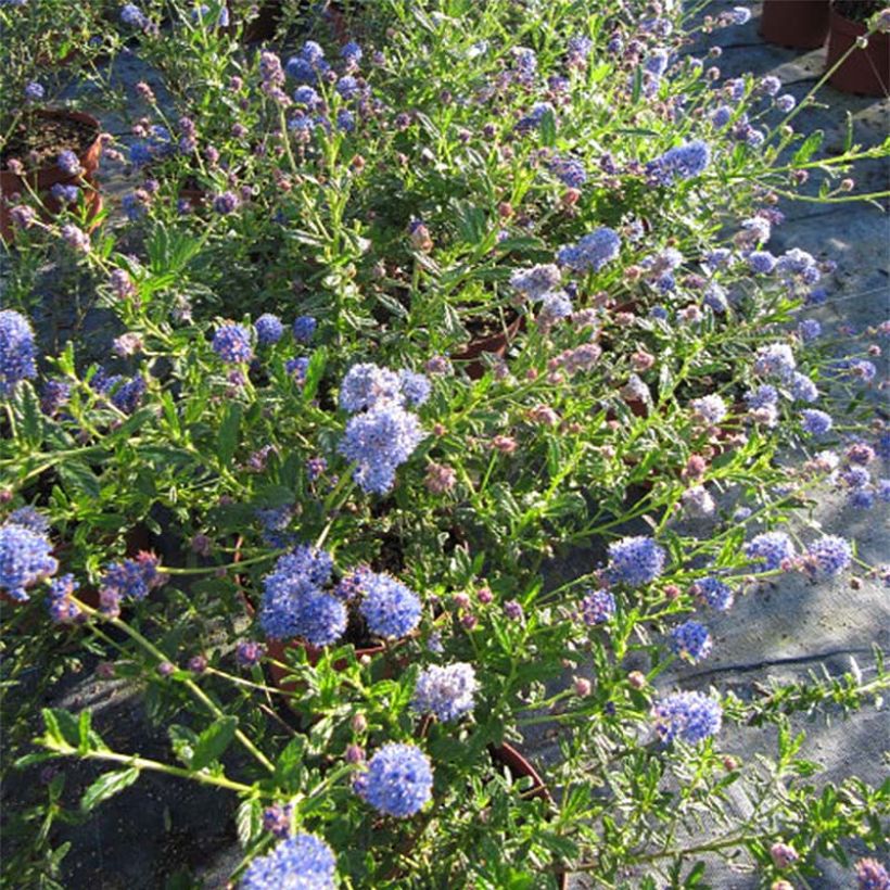 Ceanothus foliosus Italian Skies (Fioritura)