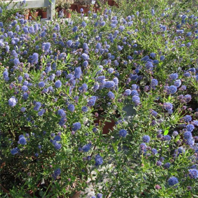 Ceanothus foliosus Italian Skies (Porto)