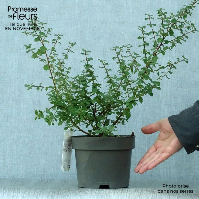 Esemplare di Ceanothus foliosus Italian Skies Vaso da 2L/3L come consegnato in autunno