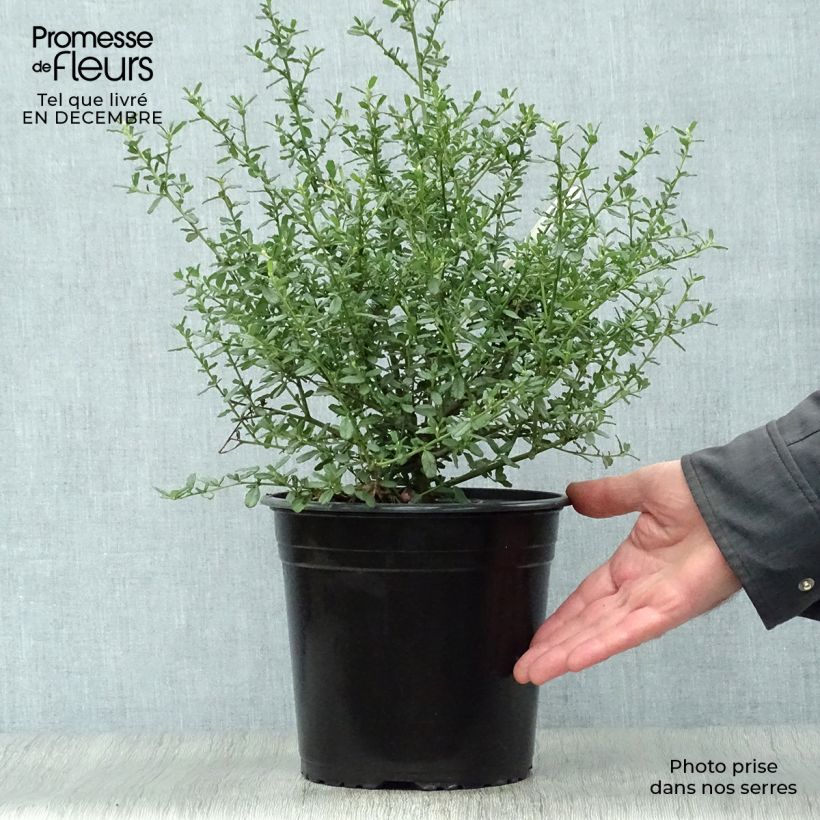 Ceanothus foliosus Italian Skies Vaso da 4L/5L esemplare consegnato in inverno