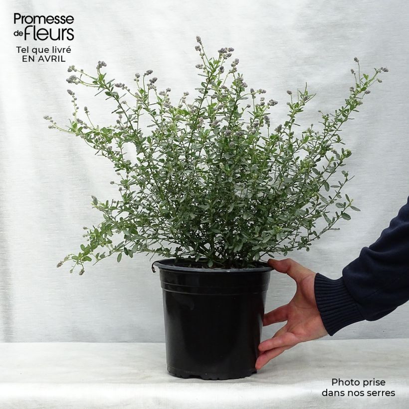 Ceanothus foliosus Italian Skies Vaso da 4L/5L esemplare consegnato in primavera