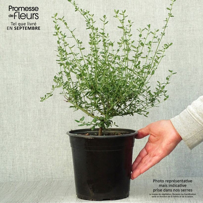 Esemplare di Ceanothus foliosus Italian Skies Vaso da 4L/5L come consegnato in autunno