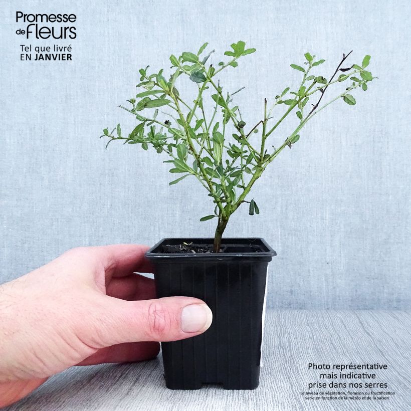 Ceanothus foliosus Italian Skies Vasetto da 8/9 cm esemplare consegnato in inverno