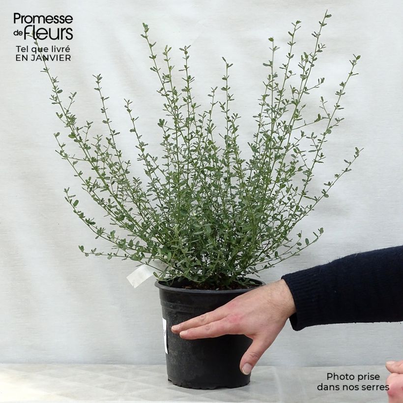 Ceanothus foliosus Italian Skies Vaso da 2L/3L esemplare consegnato in inverno