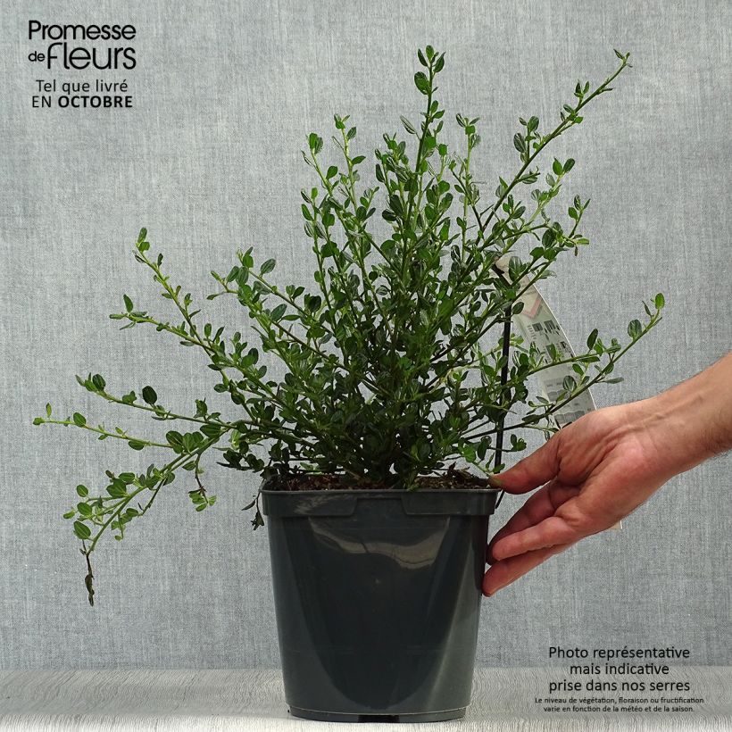 Esemplare di Ceanothus Skylark Vaso da 4L/5L come consegnato in autunno