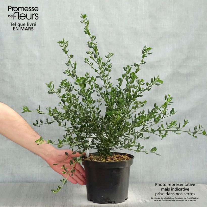 Ceanothus Skylark Vaso da 4L/5L esemplare consegnato in primavera