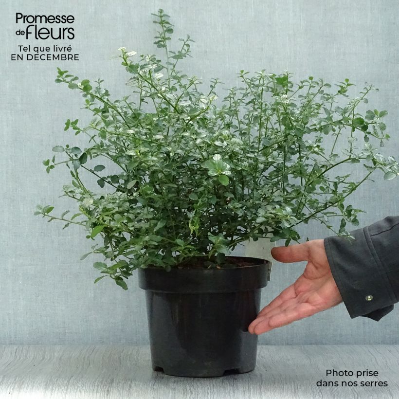 Ceanothus thyrsiflorus Repens Vaso da 2L/3L esemplare consegnato in inverno