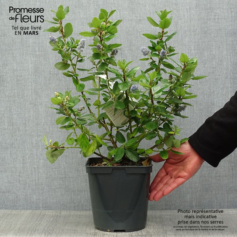 Ceanothus arboreus Trewithen Blue Vaso da 4L/5L esemplare consegnato in primavera