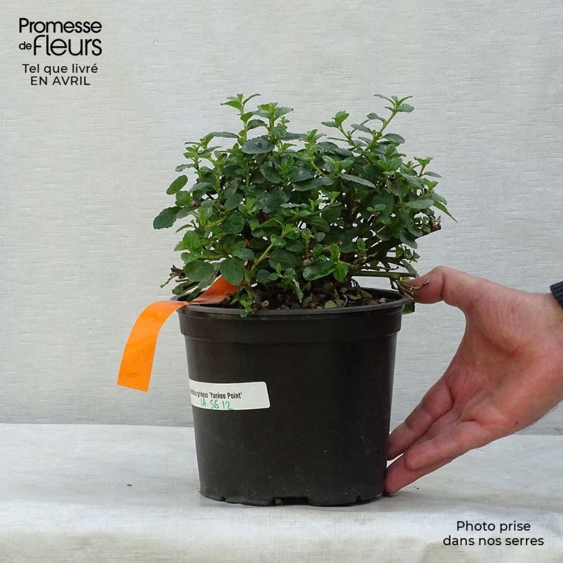 Ceanothus griseus var. horizontalis Yankee Point Vaso da 2L/3L esemplare consegnato in primavera