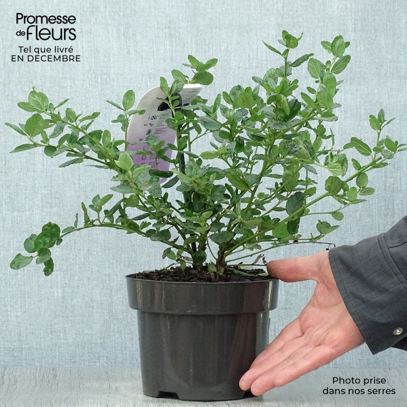 Ceanothus griseus var. horizontalis Yankee Point Vaso da 2L/3L esemplare consegnato in inverno