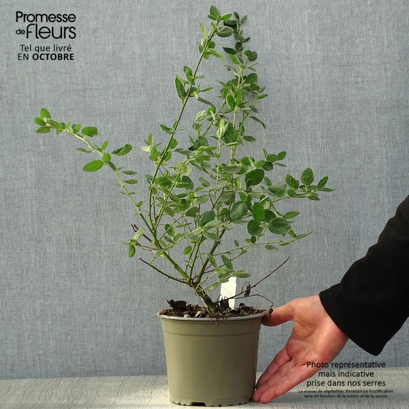 Esemplare di Ceanothus griseus var. horizontalis Yankee Point Vaso da 2L/3L come consegnato in autunno
