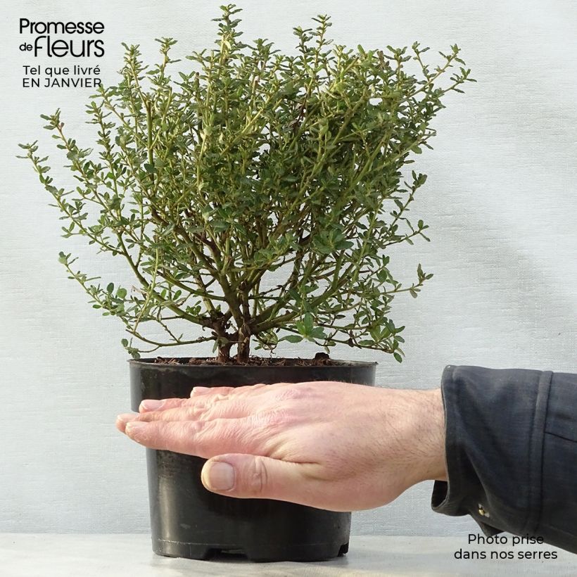 Ceanothus impressus Puget Blue Vaso da 2L/3L esemplare consegnato in inverno