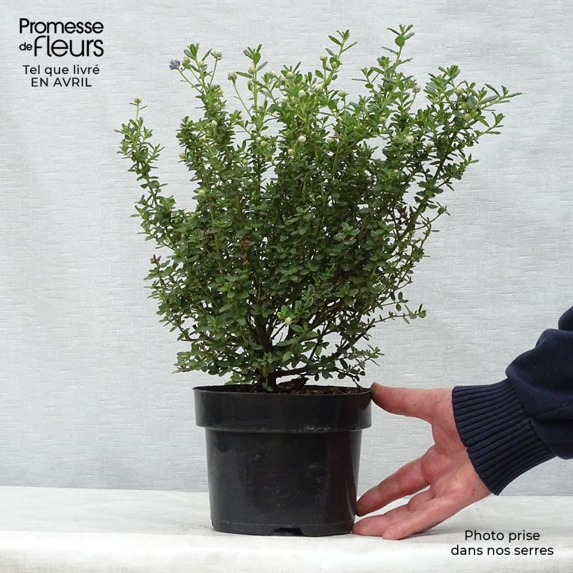 Ceanothus impressus Puget Blue Vaso da 2L/3L esemplare consegnato in primavera