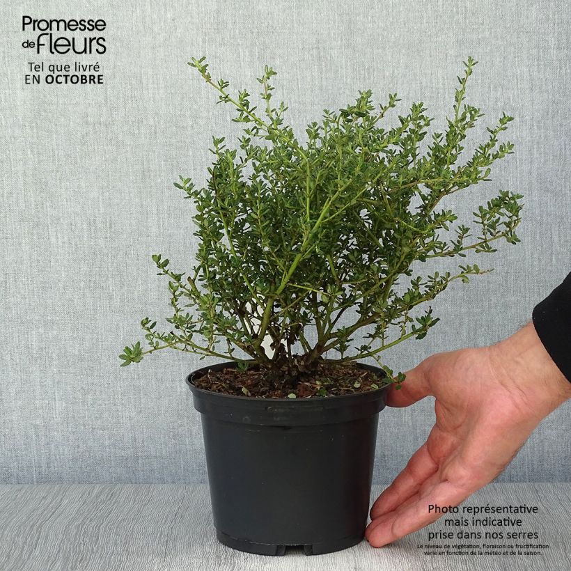 Esemplare di Ceanothus impressus Puget Blue Vaso da 2L/3L come consegnato in autunno