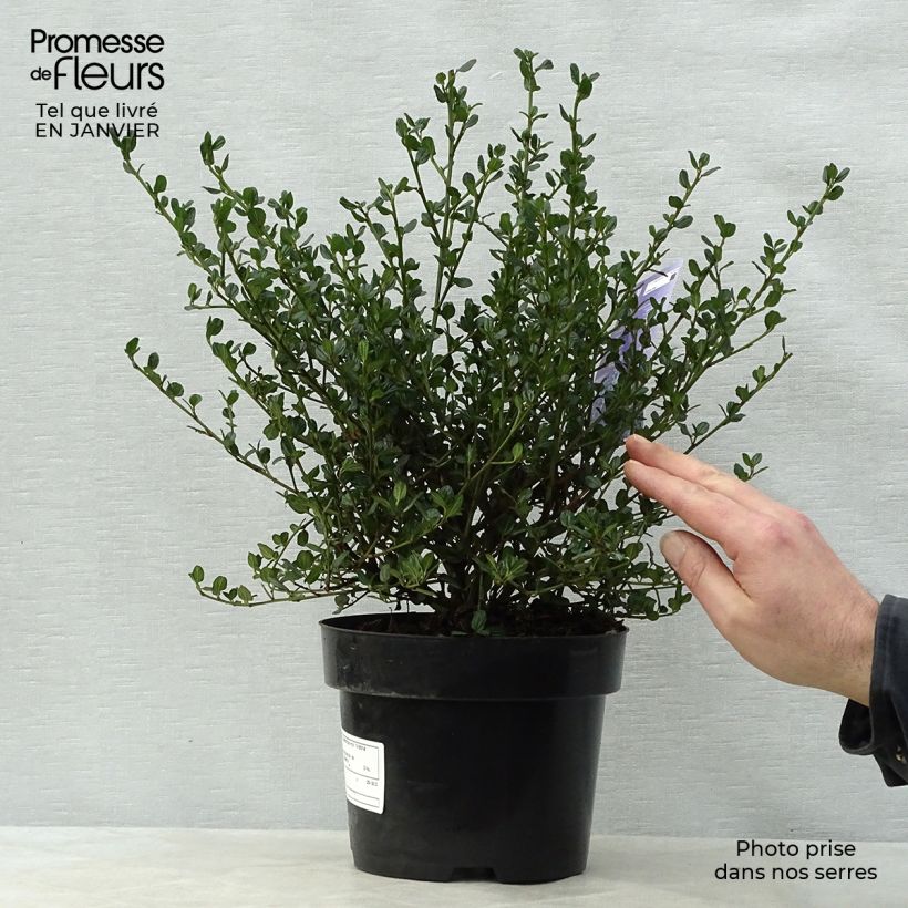 Ceanothus impressus Victoria Vaso da 2L/3L esemplare consegnato in inverno