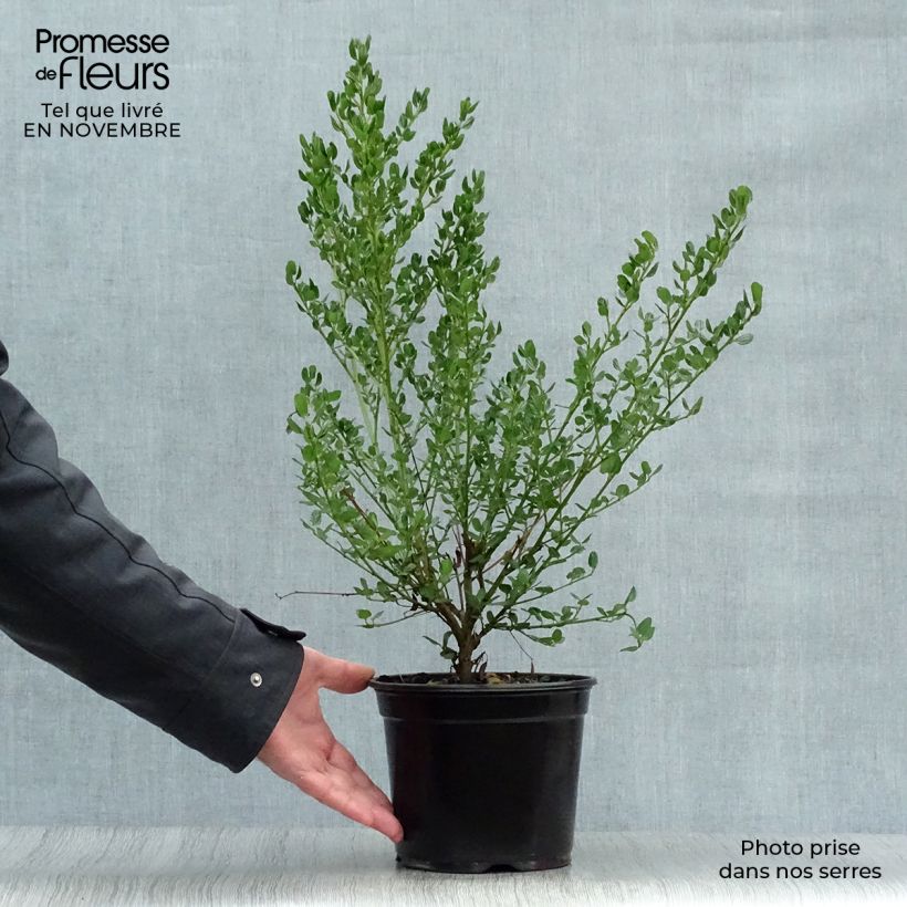 Esemplare di Ceanothus impressus Victoria Vaso da 2L/3L come consegnato in autunno