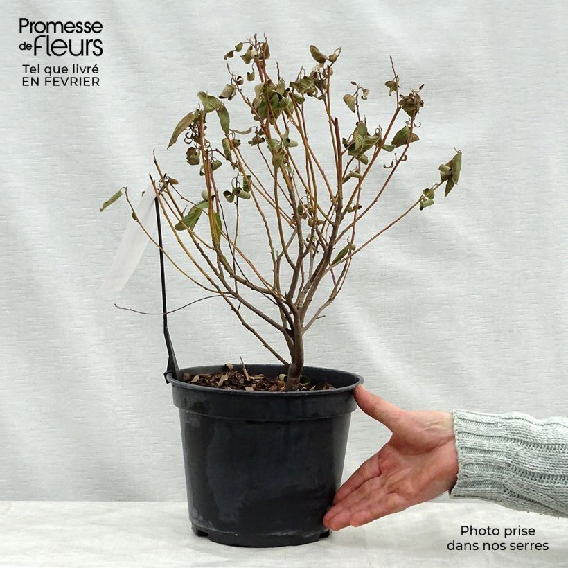 Ceanothus pallidus Marie Blue Vaso da 3L/4L esemplare consegnato in inverno