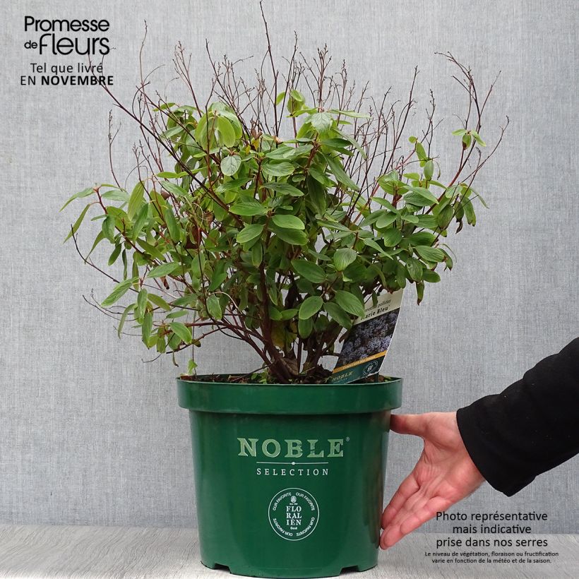 Esemplare di Ceanothus pallidus Marie Blue Vaso da 7,5L/10L come consegnato in autunno