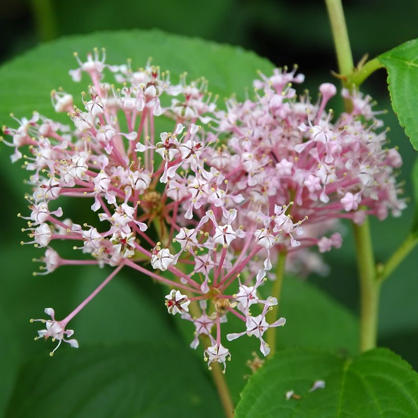Ceanothus pallidus Marie Rose (Fioritura)