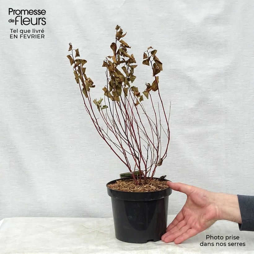 Ceanothus pallidus Marie Simon Vaso da 2L/3L esemplare consegnato in inverno