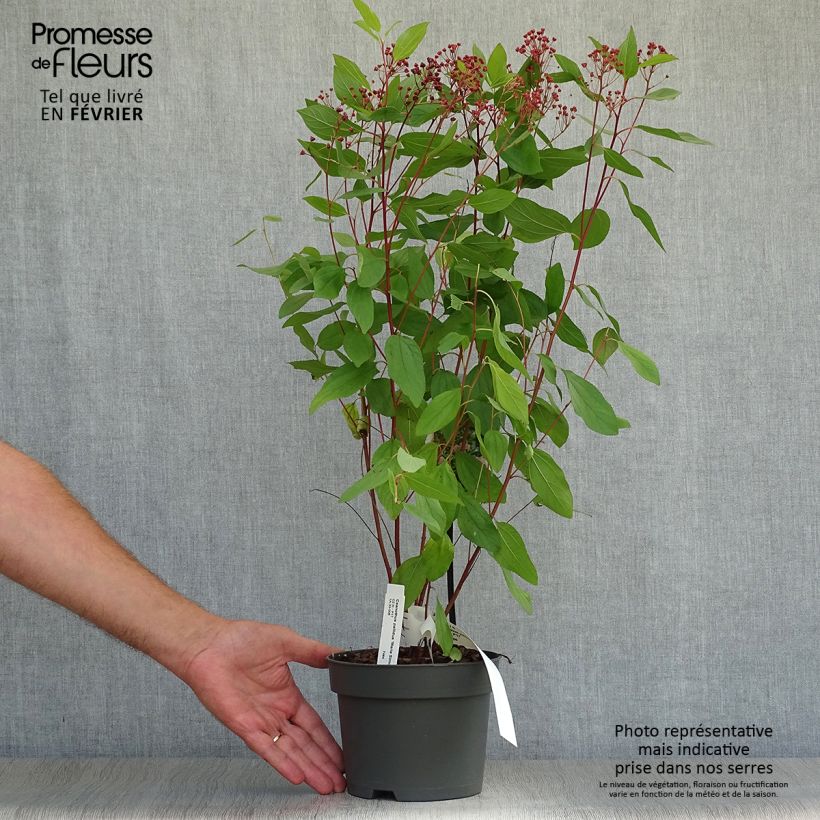 Esemplare di Ceanothus pallidus Marie Simon Vaso da 2L/3L come consegnato in autunno