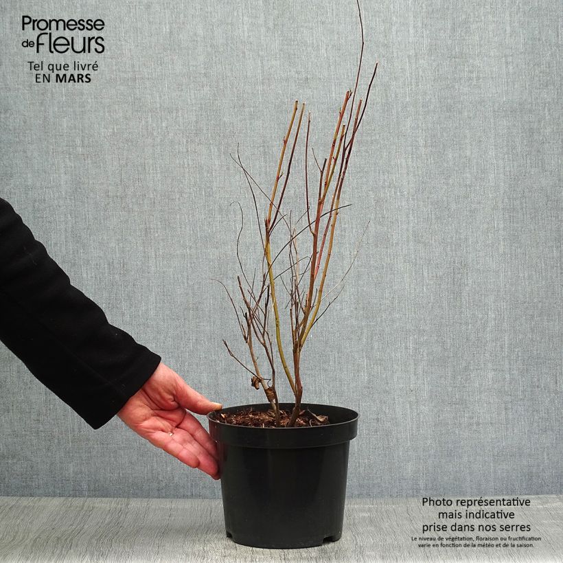 Ceanothus pallidus Marie Simon Vaso da 2L/3L esemplare consegnato in primavera