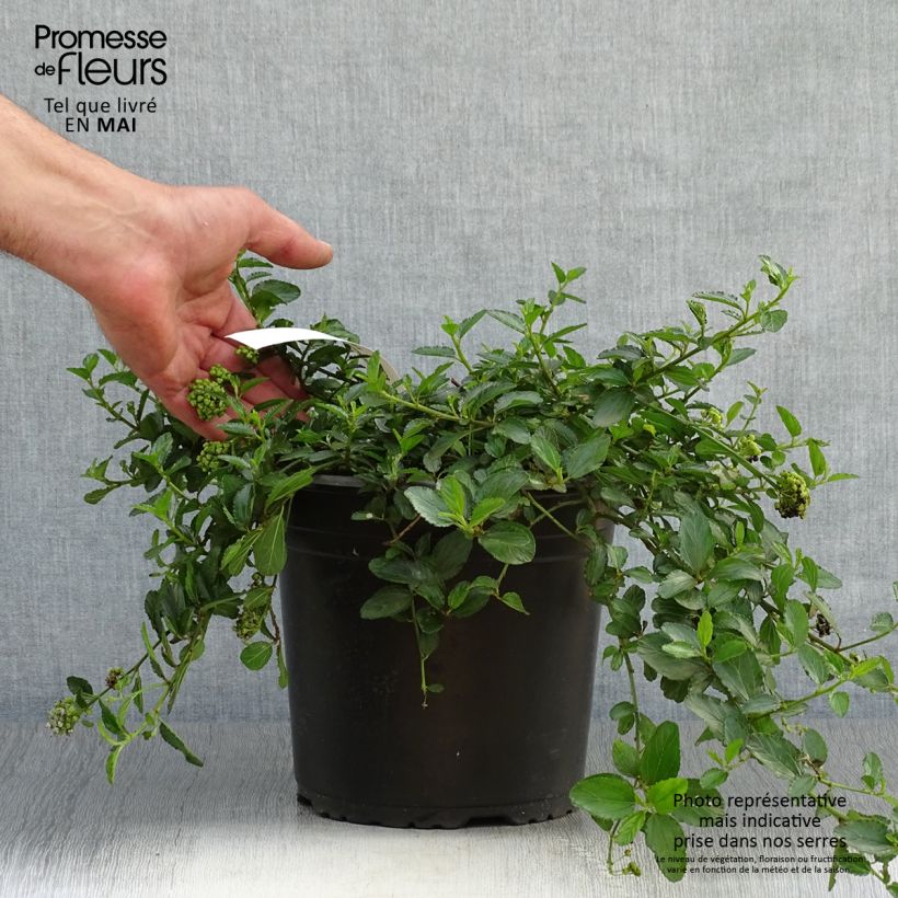 Ceanothus prostratus Prostratus Vaso da 2L/3L esemplare consegnato in primavera