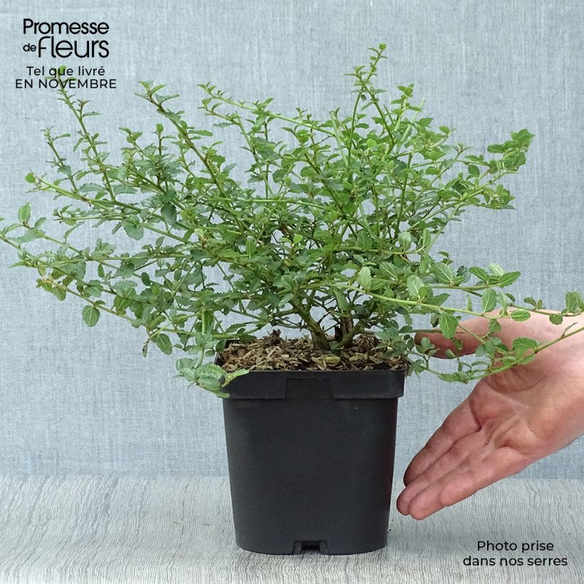 Esemplare di Ceanothus prostratus Prostratus Vaso da 4L/5L come consegnato in autunno