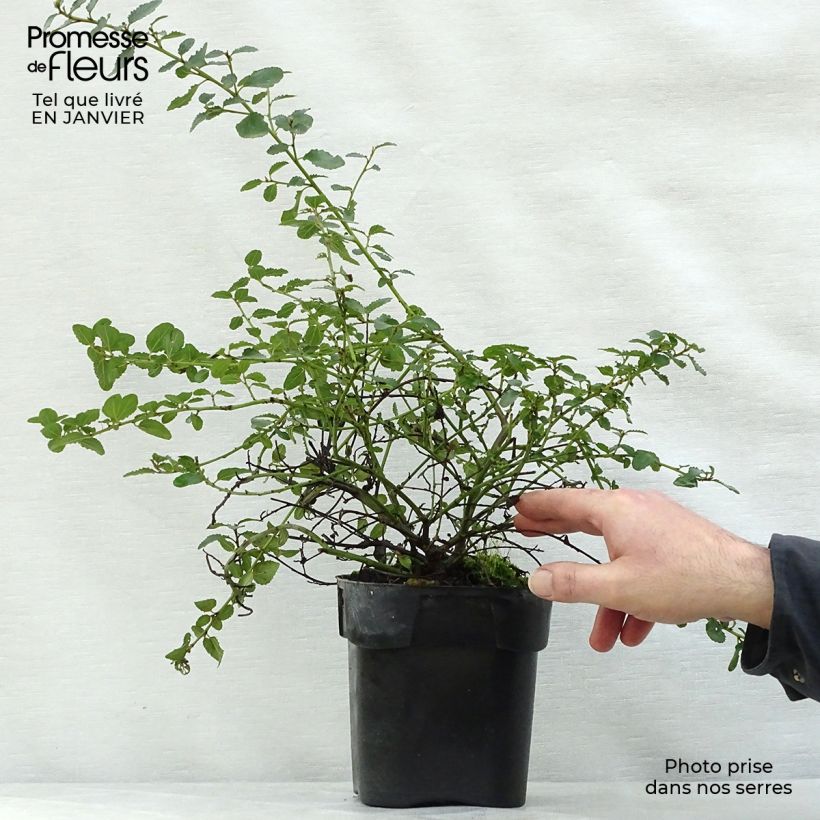 Ceanothus prostratus Prostratus Vaso da 2L/3L esemplare consegnato in inverno