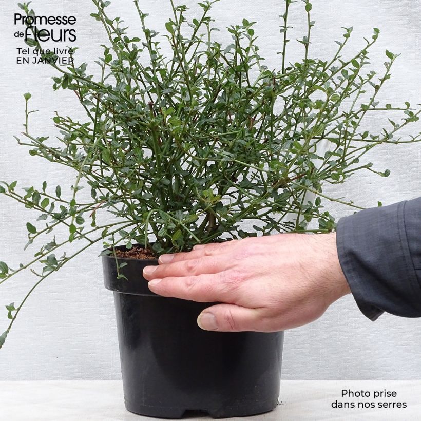 Ceanothus thyrsiflorus Millerton Point Vaso da 2L/3L esemplare consegnato in inverno