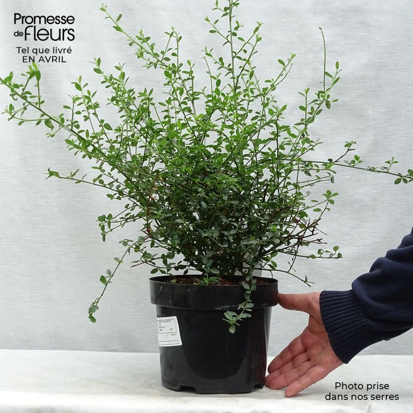 Ceanothus thyrsiflorus Millerton Point Vaso da 2L/3L esemplare consegnato in primavera