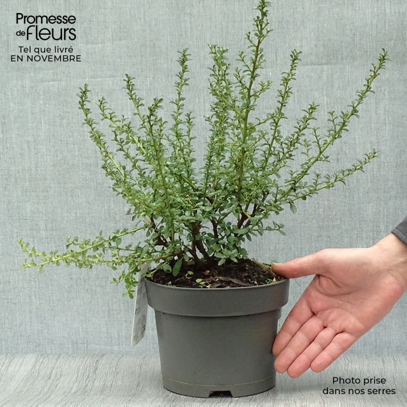 Esemplare di Ceanothus Blue Mound Vaso da 2L/3L come consegnato in autunno