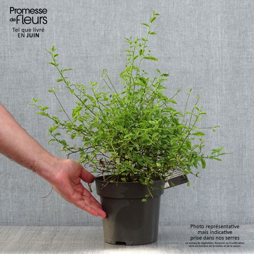 Ceanothus thyrsiflorus El Dorado Vaso da 2L/3L esemplare consegnato in primavera