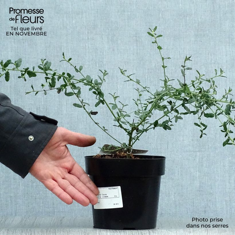 Esemplare di Ceanothus arboreus Concha Vaso da 2L/3L come consegnato in autunno