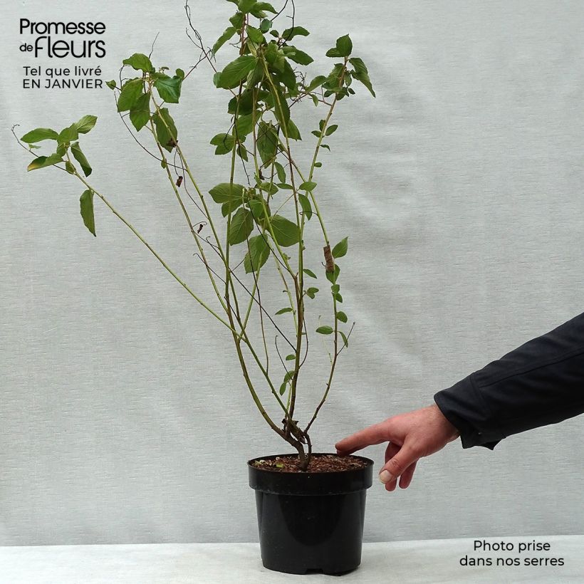 Ceanothus delilianus Gloire de Versailles Vaso da 3L/4L esemplare consegnato in inverno