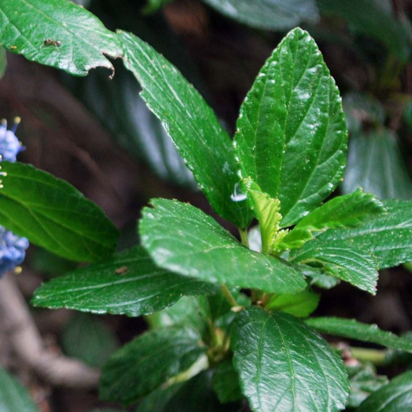 Ceanothus griseus var. horizontalis Yankee Point (Fogliame)