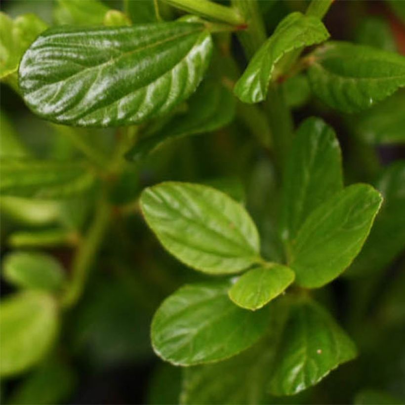 Ceanothus impressus Victoria (Fogliame)