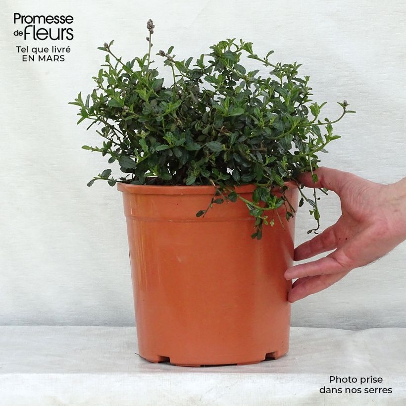 Ceanothus thyrsiflorus Repens Vaso da 7,5L/10L esemplare consegnato in primavera