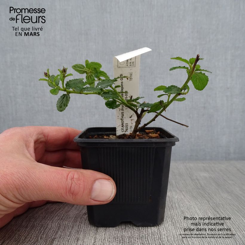 Ceanothus thyrsiflorus Repens Vasetto da 8/9 cm esemplare consegnato in inverno