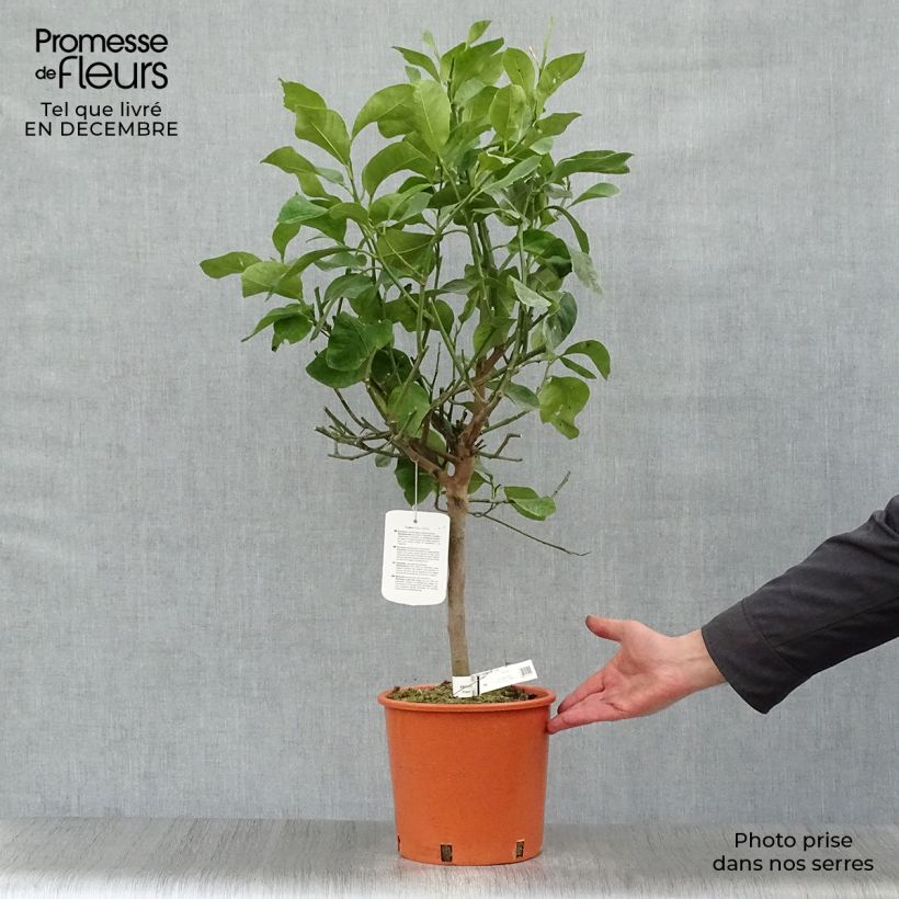 Citrus medica - Cedro (agrume) Vaso da 3L/4L, Vaso impalcato basso esemplare consegnato in inverno