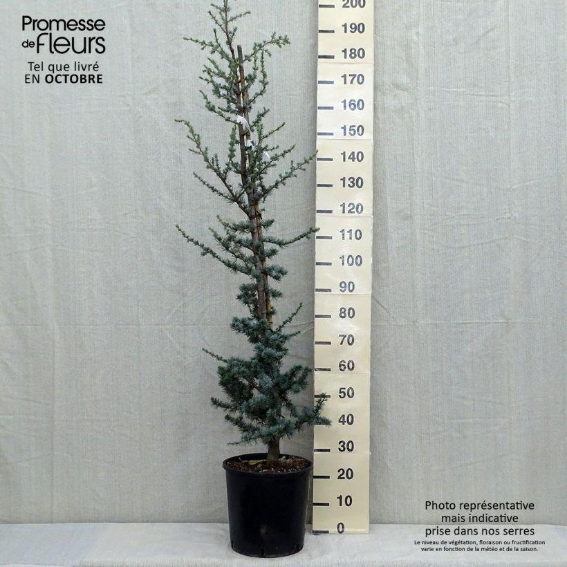 Esemplare di Cedrus libani subsp. atlantica Glauca - Cedro del Libano Vaso da 7,5L/10L come consegnato in autunno