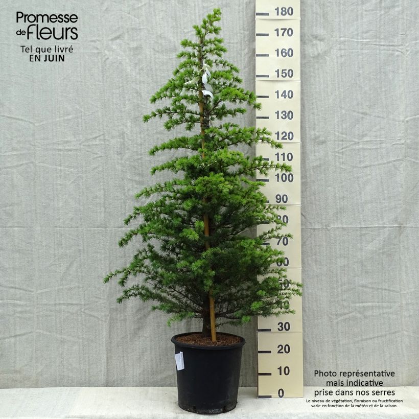 Cedrus libani subsp. atlantica Glauca - Cedro del Libano Vaso da 7,5L/10L esemplare consegnato in primavera